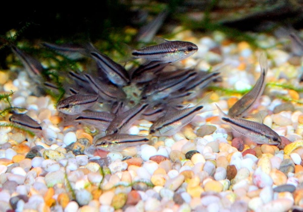 Коридорас пигмей (Corydoras pygmaeus) сом