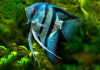 Скалярия Голубая Зебра  (pterophyllumblue zebra)