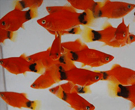 Пецилия красная Микки Маус  (Xiphophorus maculatus red Mickey Mouse Platy)