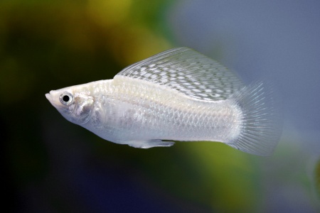 Моллинезия снежинка парусная (Poecilia velifera Silver lyretail Molly)
