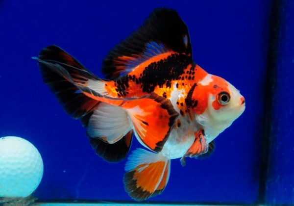 Риукин трехцветный (Goldfish Ryukin tricolour broad tai)