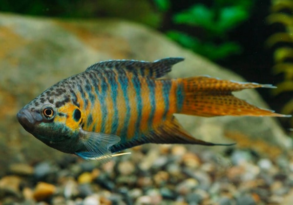 Макропод обыкновенный (Macropodus-opercularis)