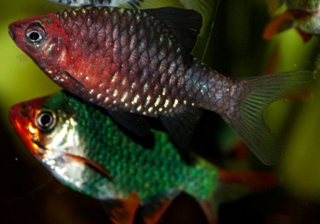 Барбус черный (Barbus nigrofasciatus)