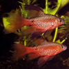 Барбус огненный вуалевый (Barbus conchonius) 5-6см