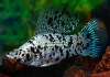Моллинезия Долматинец парусный (Poecilia latipinna)