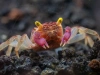 Краб Вампир Орхидея  (Geosesarma sp.) Orchid Vampire Crab