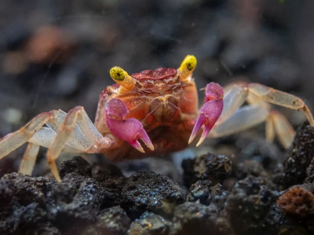 Краб Вампир Орхидея  (Geosesarma sp.) Orchid Vampire Crab