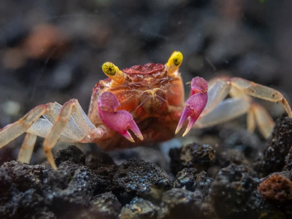 Краб Вампир Орхидея  (Geosesarma sp.) Orchid Vampire Crab