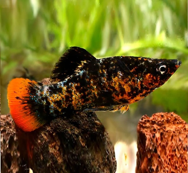 Моллинезия мраморная оранжевохвостая (Poecilia latipinna Marble Orange Tail Molly)