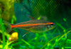 Тетра светлячок Эритрозонус (Hemigrammus Erythrosonus)