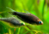 Тетра королевская черная (Nematobrycon Palmeri black)