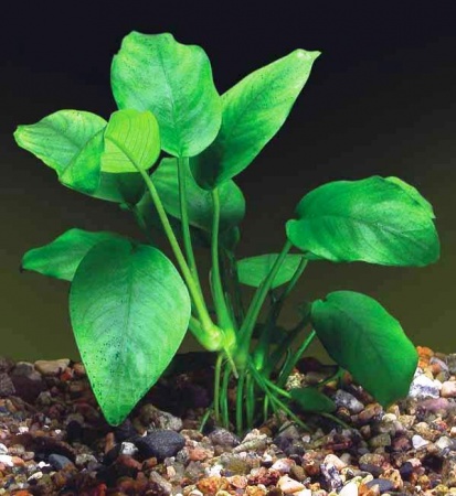 Анубиас Бартери (Anubias barteri var. Barteri)