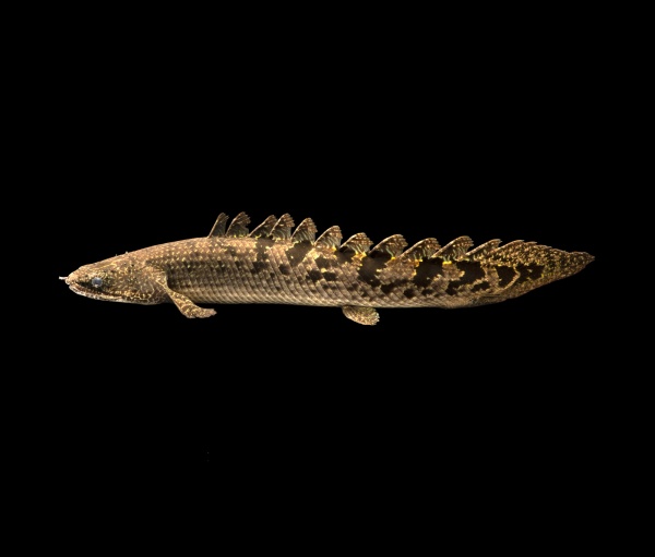 Полиптерус Дельгези (Polypterus delhezi) 5-7 см