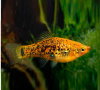 Меченосец Миллера ( Xiphophorus milleri)