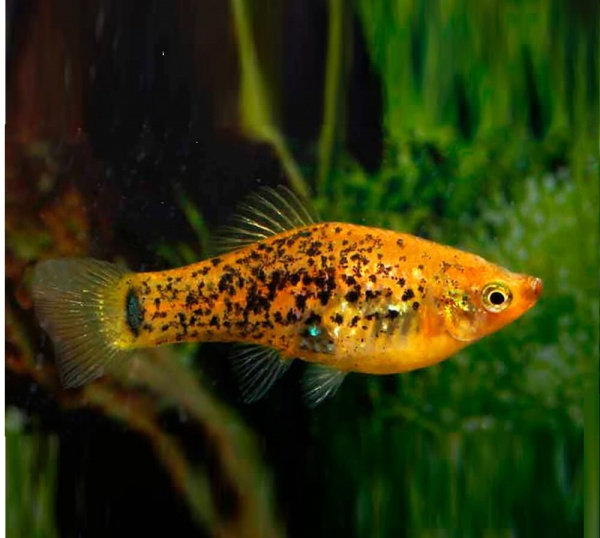Меченосец Миллера ( Xiphophorus milleri)