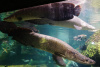 Арапаима гигантская (лат. Arapaima gigas) 10-15 см (малек)