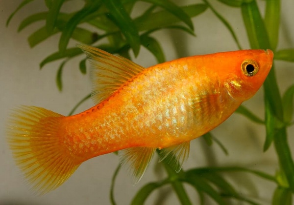 Пецилия золотая (Xiphophorus maculatus golden Platy)