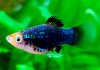 Пецилия черная (Xiphophorus variatus Black Platy)