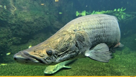 Арапаима гигантская (лат. Arapaima gigas) 10-15 см (малек)