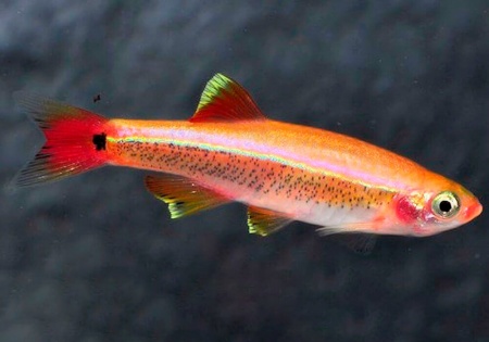 Кардинал золотой (Tanichthys albonubes gold) 2 см 