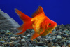 Риукин красный вуалехвостый  (Goldfish Ryukin red veiltail)