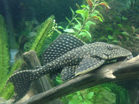 Плекостомус (Hypostomus plecostomus)  4,5-5 см.