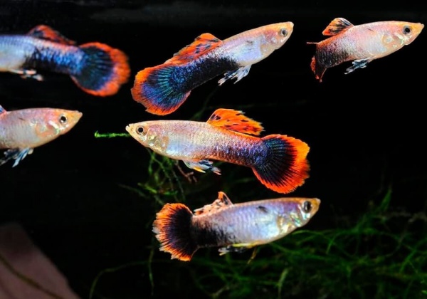 Гуппи смокинг розовый (Guppy Tuxedo Pink)