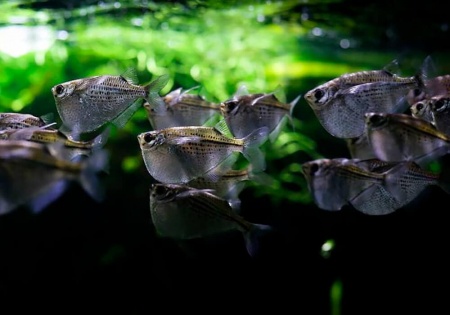 Карнегиелла марта (Carnegiella marthae)