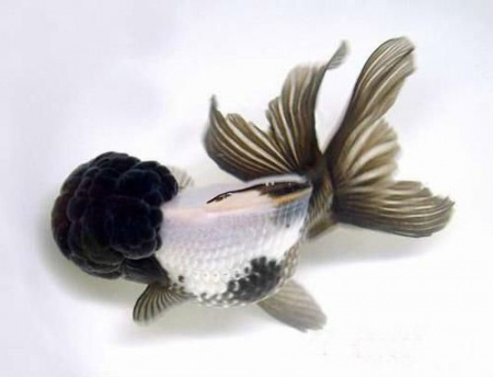Оранда черно-белая (Goldfish Oranda black-white)