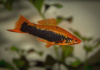Меченосец Кубинский (Xiphophorus helleri Red Black Tuxedo)