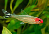 Родостомус, Тетра красноносая  (Hemigrammus rhodostomus, Hemmigrammus bleheri)