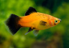 Пецилия золотая чернохвостая  (Xiphophorus maculatus gold blacktail Platy)