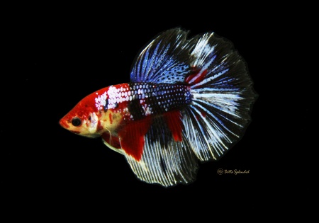 Петушок Халф Мун кои самец (Betta male Halfmoo koi Tail)