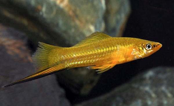 Меченосец Лимонный (Xiphophorus helleri lemon)