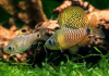 Барбус Ореихтис (Oreichthys crenuchoides)