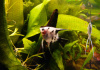 Скалярия Березка (pterophyllum birch)