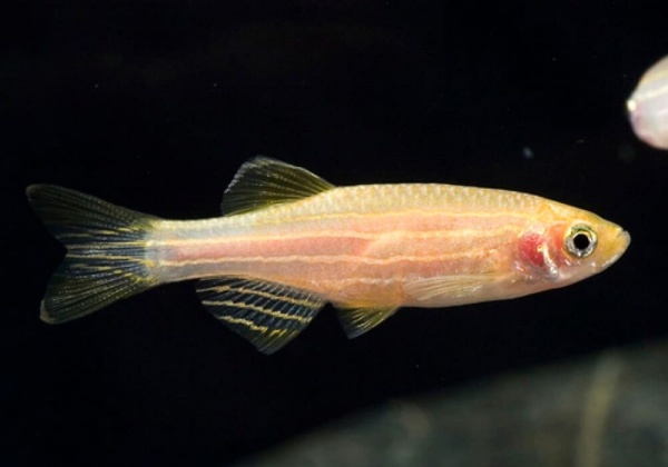 Данио рерио золотой (Danio rerio gold)