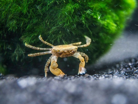 КРАБ ПОМПОН  водный (PTYCHOGNATHUS BARBATUS)