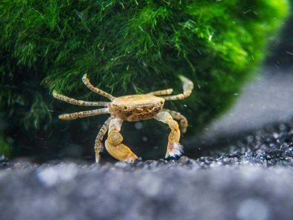 КРАБ ПОМПОН  водный (PTYCHOGNATHUS BARBATUS)