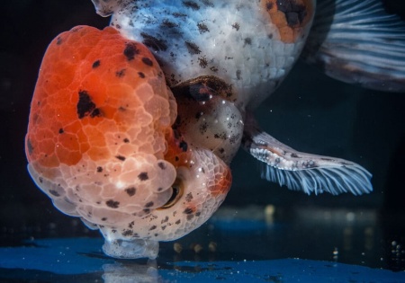 Оранда ситцевая  (Goldfish Oranda calico)