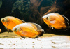Цихлида Астронотус ореховый 5-6 см (Astronotus Ocellatus)
