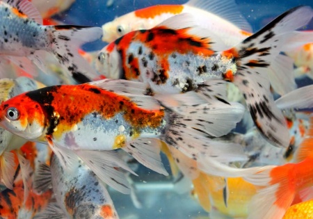Золотая рыбка Шубункин красное тело (Goldfish Shubunkin red brocade)