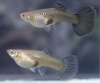Гуппи самка обыкновенная  (Poecilia reticulata )