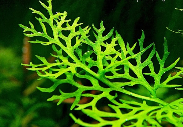 Папоротник Индийский (Ceratopteris Thalictroides)