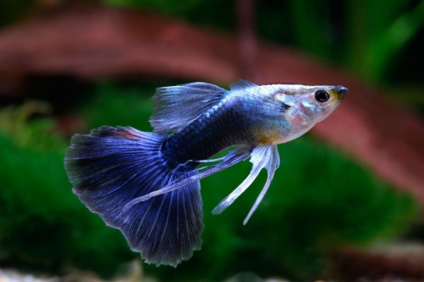 Гуппи синий бриллиант (Guppy Blue Diamond)