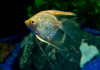Скалярия Белая бриллиантовая (pterophyllum diamond)