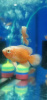 Цихлида Астронотус Красный 5 см  (astronotus-ocellatus Red)