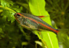 Тетра светлячок Эритрозонус (Hemigrammus Erythrosonus)