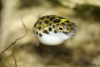 Тетрадон зеленый (Tetraodon fluviatilis)