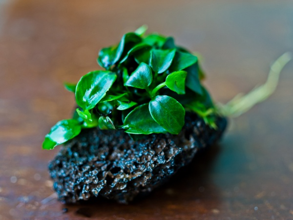 Анубиас нана Петит на лаве 5-7 см  (Anubias barteri var. nana)